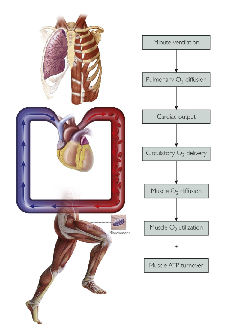 Oxygen transport and utilization diagram — from pulmonary diffusion and cardiac output to muscle oxygen use and ATP energy generation.